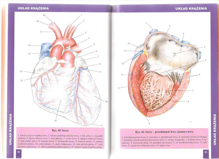 Atlas Anatomiczny BUCHMANN kolorowe rys. anatomiczne i czterojęzyczny słowniczek - Strona 082-083.jpg