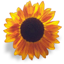 SŁONECZNIKI PNG - sunflower.png