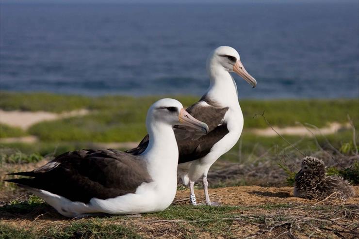 albatrosy - albatrosy.jpg