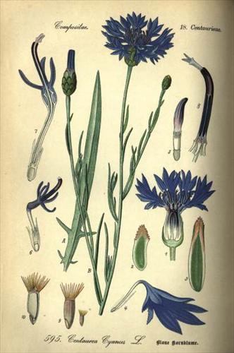 Rośliny zielne - Centaurea cyanus 3.jpg
